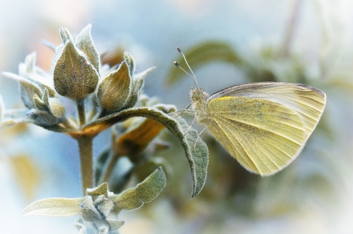 2014-04-06/olilignan
olilignan [ Macro et proxi-photo ]
