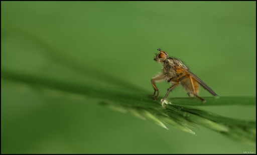 2014-05-16/mickmac
mickmac [ Macro et proxi-photo ]
