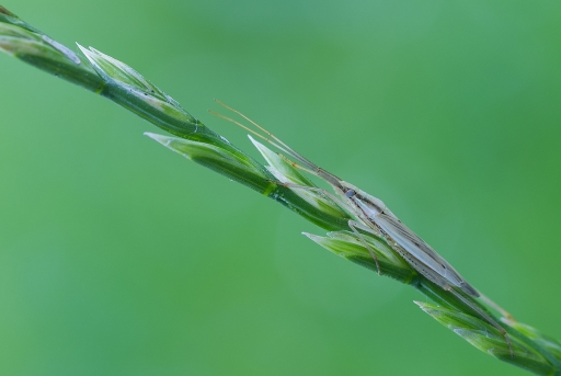 2014-07-16/neosilencers
neosilencers [ Macro et proxi-photo ]
