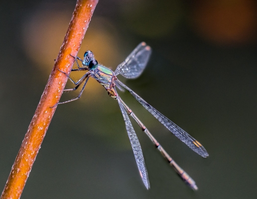 2014-10-24/miczfr
miczfr [ Macro et proxi-photo ]
