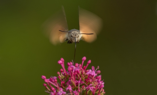 2017-07-11 Dedales
Dedales [Macro et proxiphotographie nature]
