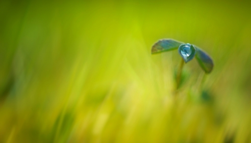 2015-02-27/olilignan
olilignan [ Macro et proxi-photo ]
