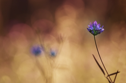 2015-07-31/Olilignan
Olilignan [Fleurs]
