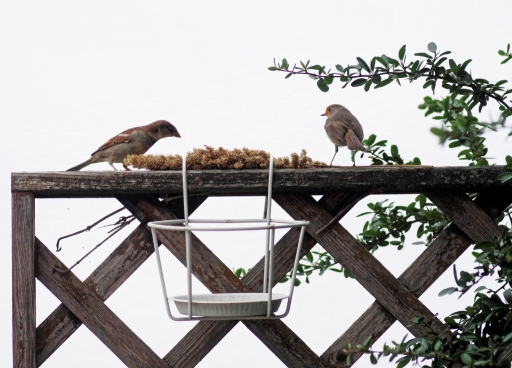 2015-12-31/Edamuas
Edamuas [Faune sauvage] 
