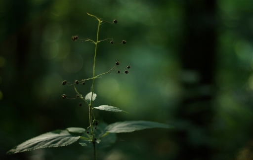 2012-11-23/Sorcier
Par Sorcier dans [ Arbres / Forets / Vegetation]
