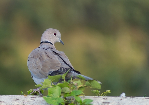 2014-11-02 / tequila2904
tequila2904 [ Faune sauvage ]
