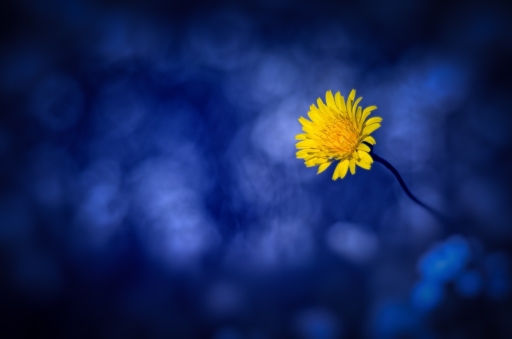 2016-01-29/Olilignan
Olilignan [Flore et Botanique]
