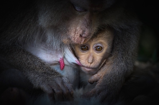 2016-02-19/Olilignan
Olilignan [Faune sauvage] 
