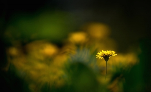 2016-04-01/Olilignan
Olilignan [Flore et Botanique]
