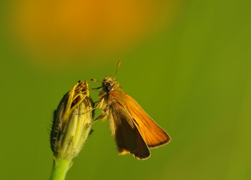 2016-06-24/Papy57
Papy57 [Macro et proxiphotographie nature]

