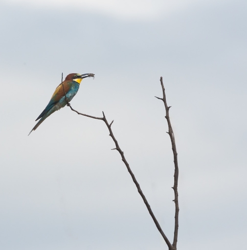 2016-07-22 Olilignan
Olilignan [Faune sauvage] 
