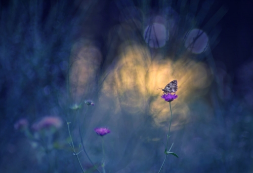 2016-08-14/Olilignan
Olilignan Les macros d'Oli 2 (Demi-deuil et Agrion)
