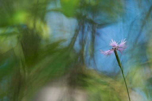 2016-09-02 Olilignan
Olilignan [Flore et botanique]
