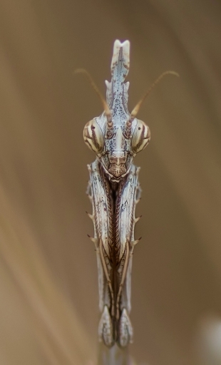 2016-10-07 Olilignan
Olilignan [Macro et proxiphotographie nature]
