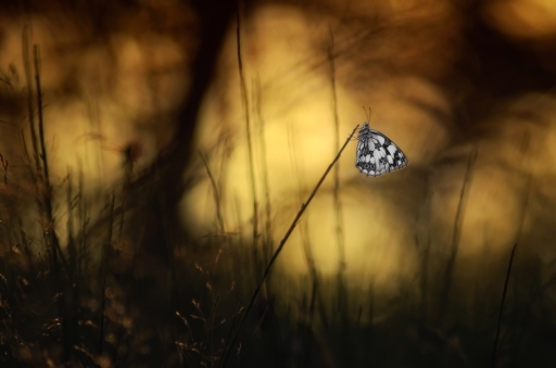 2016-10-13 Olilignan
Olilignan [Macro et proxiphotographie nature]
