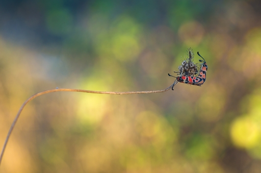 2016-11-18 Olilignan
Olilignan [Macro et proxiphotographie nature]

