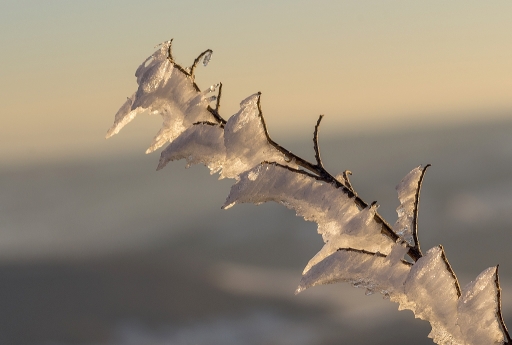 2017-02-09/Neosilencers
Neosilencers [Flore et Botanique]
