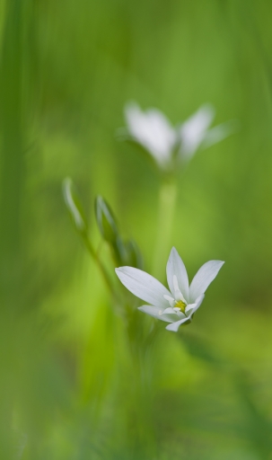 2017-03-30 Olilignan
Olilignan [Flore et Botanique]
