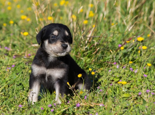 2015-04-10/phoenix1366
phoenix1366 [ Animaux de compagnie ]
