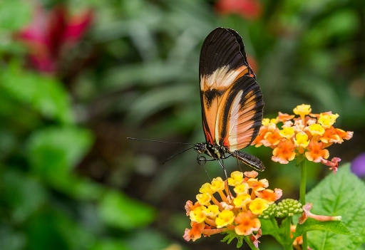 2017-09-12 neosilencers
neosilencers [Macro et proxiphotographie nature]
