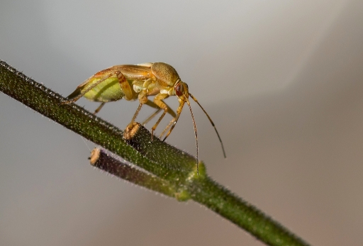 2017-09-20 neosilencers
neosilencers [Macro et proxiphotographie nature]
