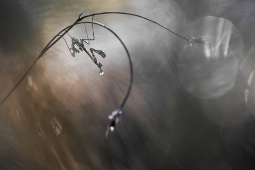 2017-10-26 donlope01
donlope01 [Macro et proxiphotographie nature]
