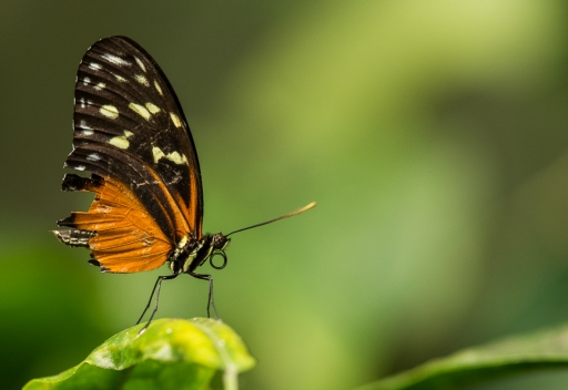 2017-12-05 step55
step55 [Macro et proxiphotographie nature]
