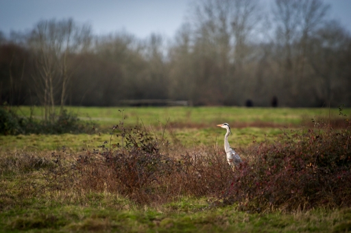 2018-01-07 raptor.dst
raptor.dst [Faune sauvage] 
