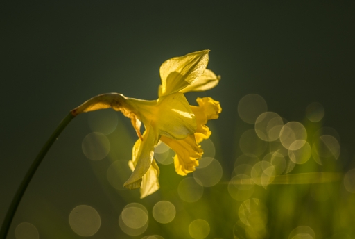 2018-04-12 step55
step55 [Flore et Botanique]
