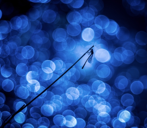 2018-04-29 Olilignan
Olilignan [Macro et proxiphotographie nature]
