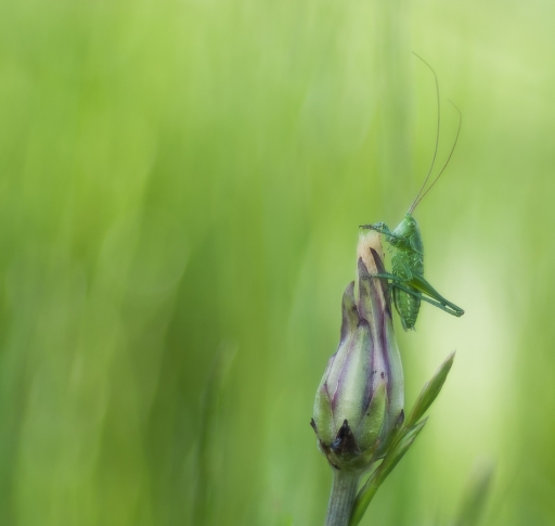 2018-05-10 Olilignan
Olilignan [Macro et proxiphotographie nature]
