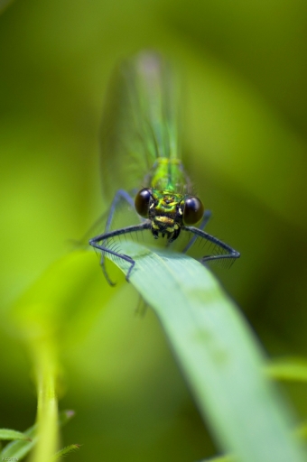 2016-06-17/FreD69
Fred69 [Macro et proxiphotographie nature]

