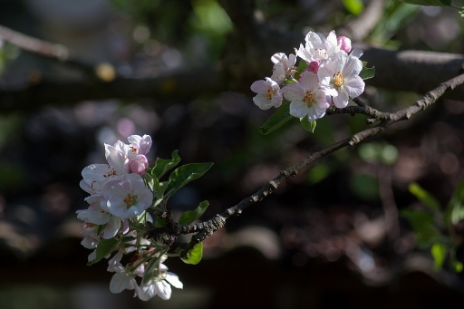 2012-04-11/Sorcier
Par Sorcier dans [ Fleurs ]

