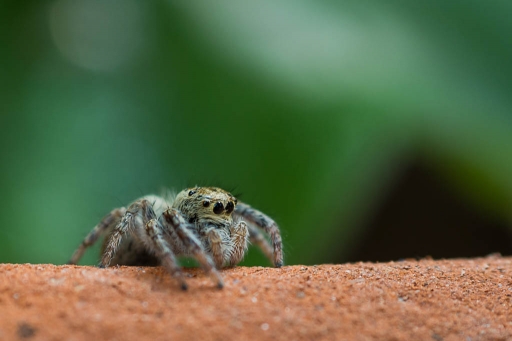 2017-11-02 Tequilla2904
Tequilla2904 [Macro et proxiphotographie nature]
