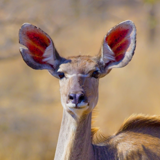 2017-12-14 FreD69
FreD69 [Faune sauvage] 
