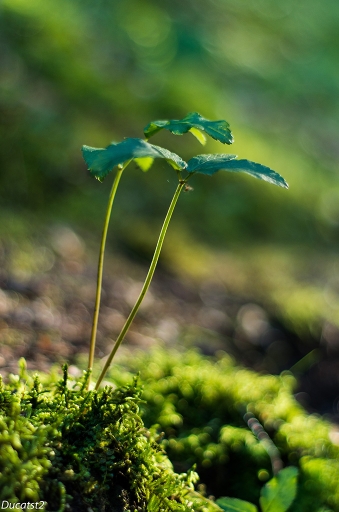 2014-08-31/Ducast2
Ducast2 [ Arbres / Forets / Vegetation]
