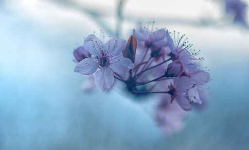 2017-03-23 TOFTOF
TOFTOF [Flore et Botanique]
