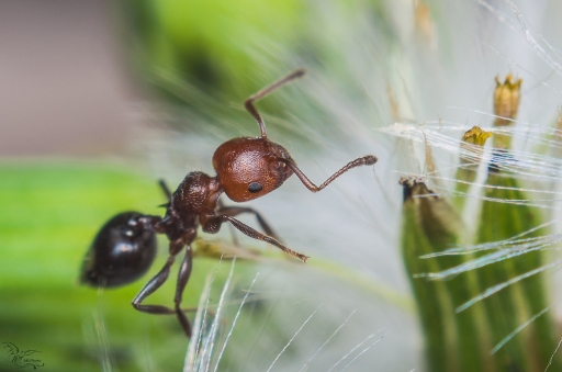 2017-03-16 phoenix1366
phoenix1366 [Macro et proxiphotographie nature]
