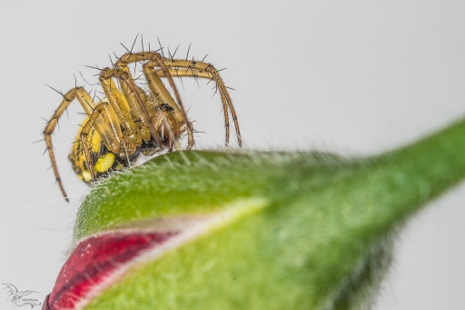 2017-05-28 phoenix1366
phoenix1366 [Macro et proxiphotographie nature]
