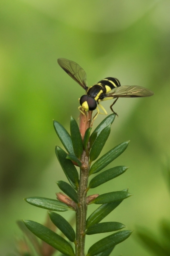 2017-07-06 Dan2
Dan2 [Macro et proxiphotographie nature]
