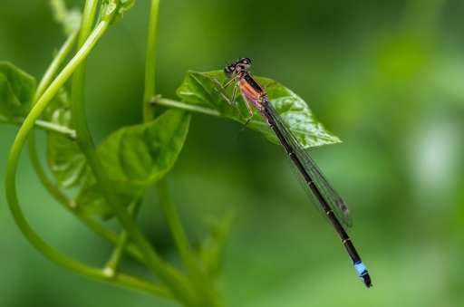 2015-06-05/LeBernard
LeBernard "Sortie Macro et proxi et paysage le 23, 24 et 25 mai : les photos"
