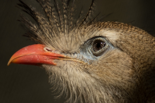 2015-05-17/raf76
raf76 [ Zoo & parcs animaliers ]
