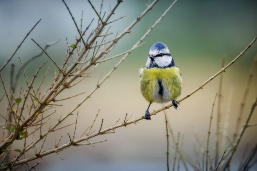 2017-11-30 Kobaia
kobaia [Faune sauvage] 
