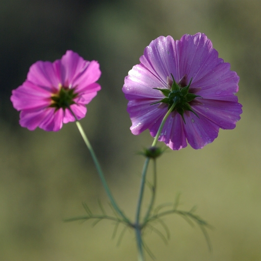2013-11-29/Sorcier
Sorcier [ Fleurs ]

