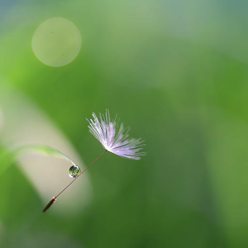 2017-04-13 Kobaia
kobaia [Flore et Botanique]
