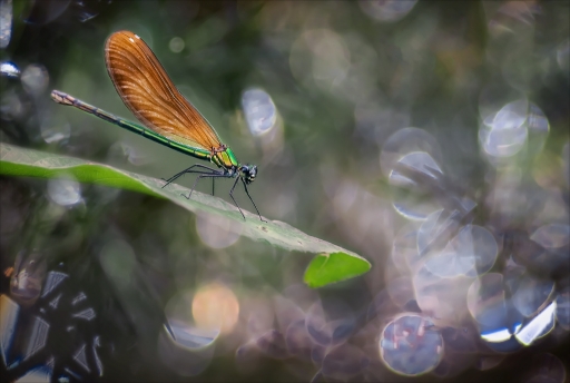 2016-05-20/kobaia
kobaia [Macro et proxiphotographie nature]
