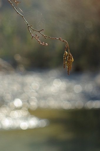 2013-03-29/Sorcier
Sorcier [ Arbres / Forets / Vegetation]
