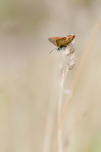 2017-08-15 Kobaia
Kobaia-Macro et proxiphotographie nature.
