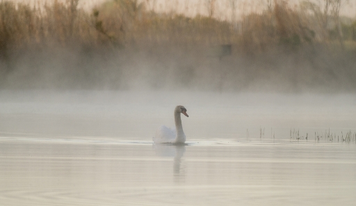2016-05-13/Mathieu
Mathieu [Faune sauvage]
