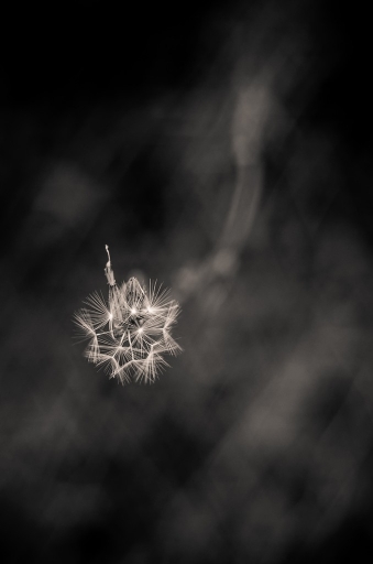 2013-08-22/olilignan
olilignan [ Noir et Blanc, Sepia et desaturation partielle ]
